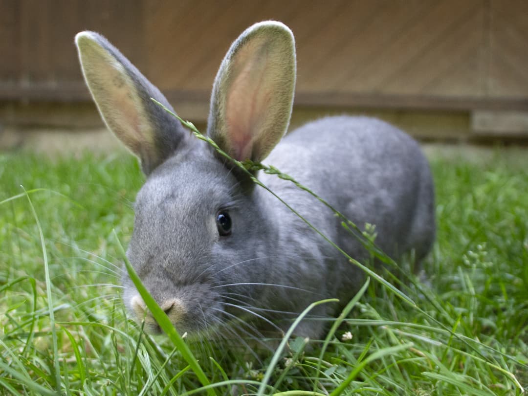 Schweizer Fehkaninchen