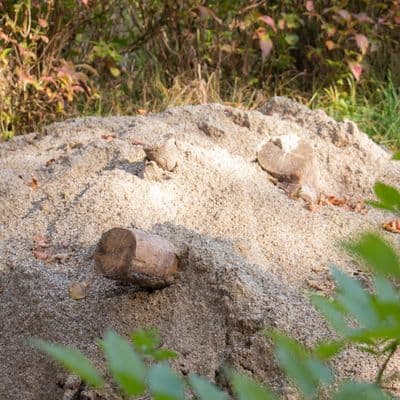 Sandhaufen für Zauneidechsen