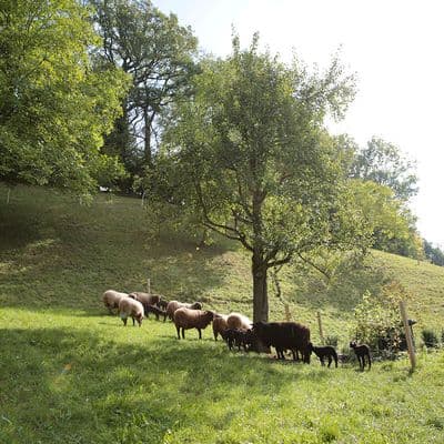 Schafherde unter Obstbäumen