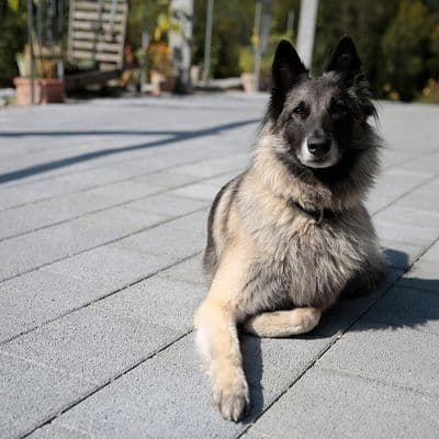 Nala, die treue Wachhündin