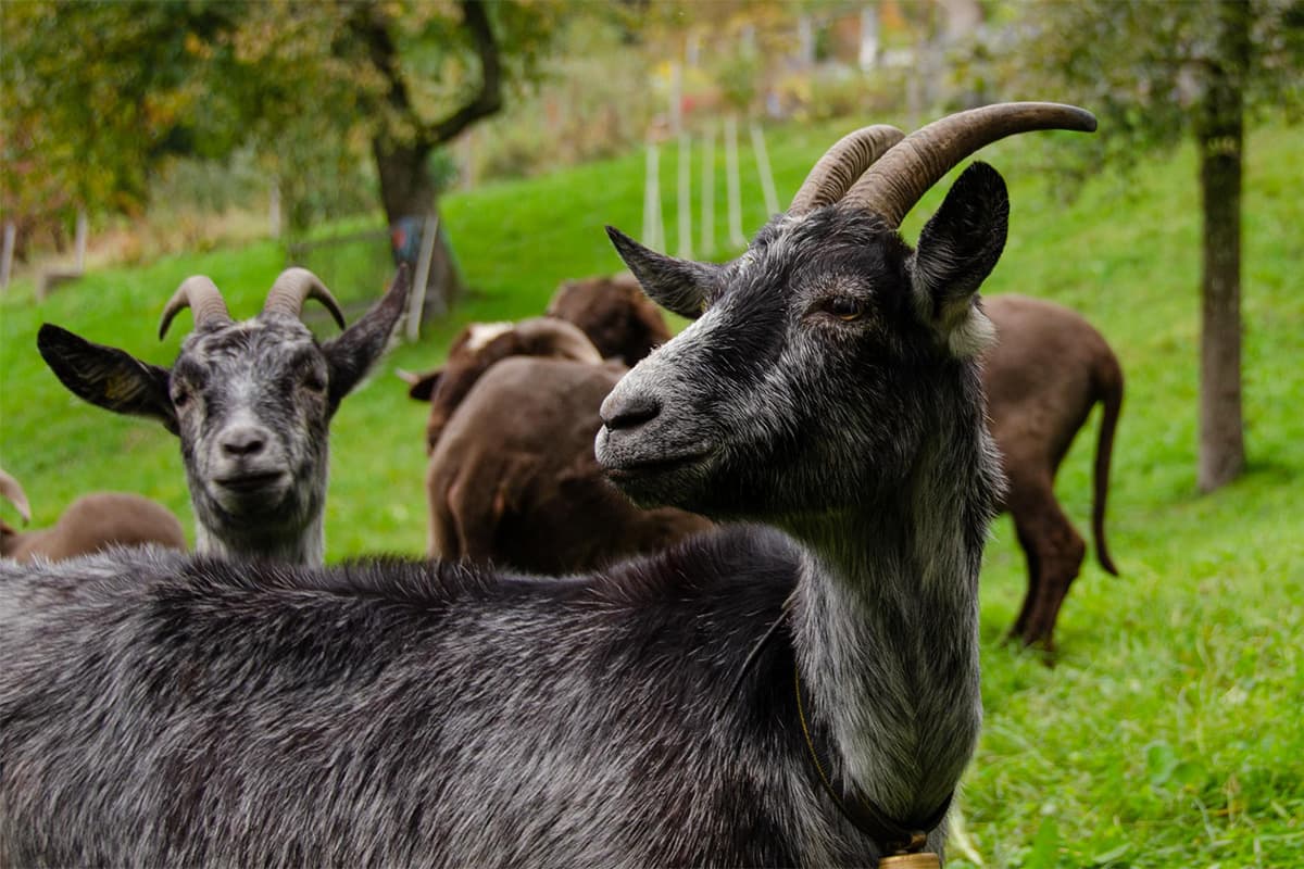 Capra Grigia (Graue Bergziege)