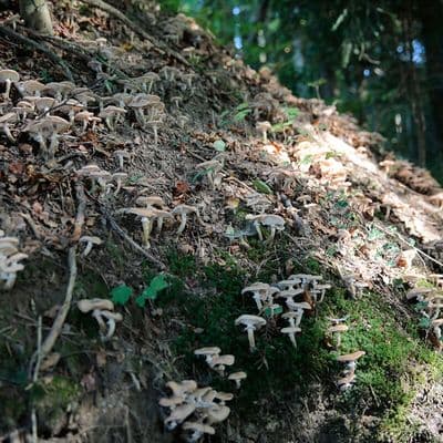 Pilze am Waldrand