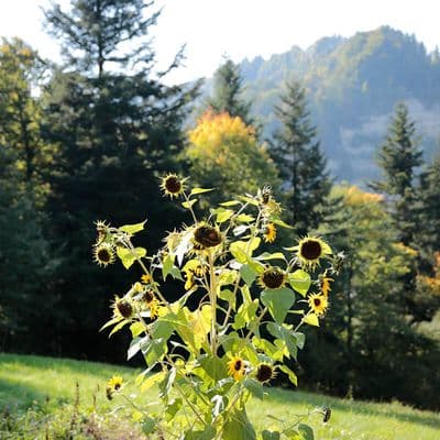 Sonnenblumen