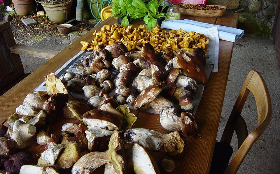 Selbst gesammelte Steinpilze und Pfifferlinge